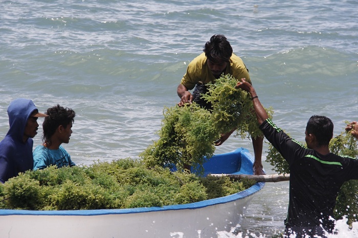 PANEN: Nelayan memanen rumput laut yang menjadi salah satu komoditas unggulan sektor kelautan dan perikanan nasional.