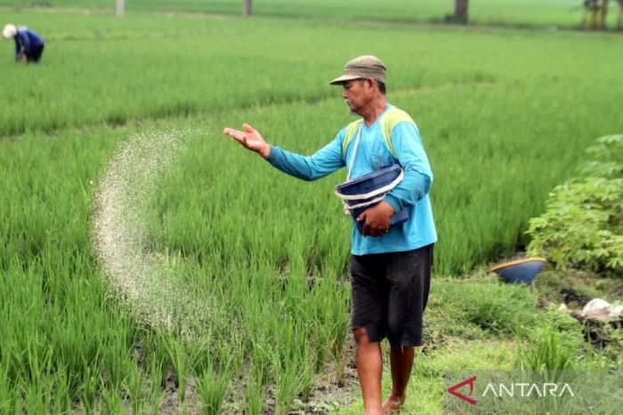 MERAWAT: Petani menaburkan pupuk bersubsidi jenis campuran phonska dan urea saat musim tanam ketiga di lahan sawah desa Tempurejo, Ngawi, Jawa Timur, belum lama ini.