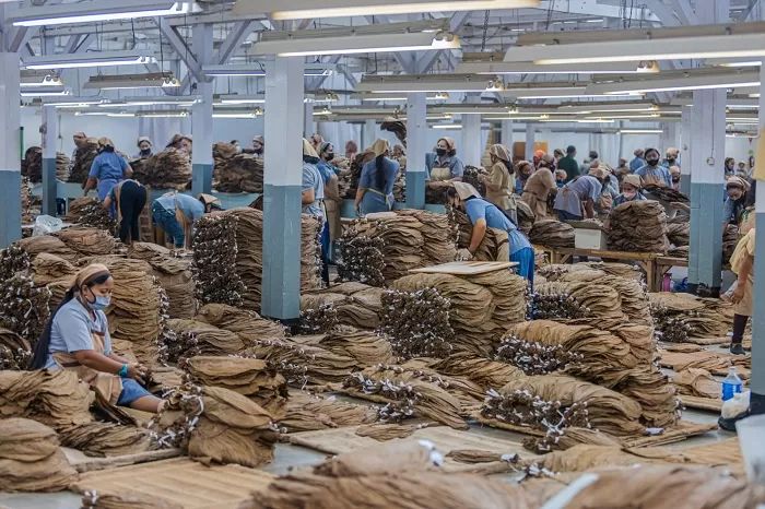 PADAT KARYA: Industri pengolahan tembakau mencatat IKI teringgi di bulan November 2025.