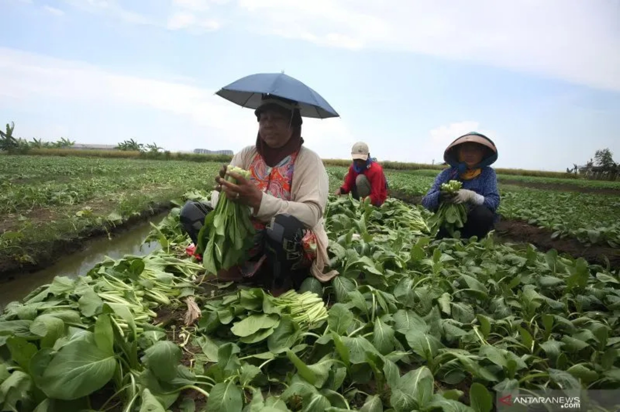 PENGAMATAN: Pemerintah meminta para petani untuk memperkuat produksinya dan mulai emmasuki pasar ekspor.