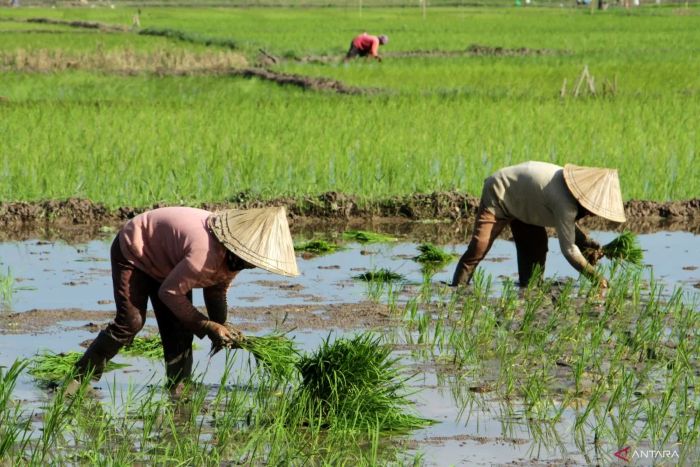 TANAM: NTP merupakan indikator penting untuk melihat kemampuan atau daya beli petani di perdesaan.