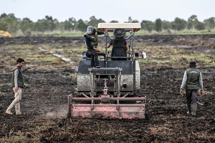 ILUSTRASI: Sejumlah petani milenial menggarap sawah mereka untuk mengejar swasembada pangan.