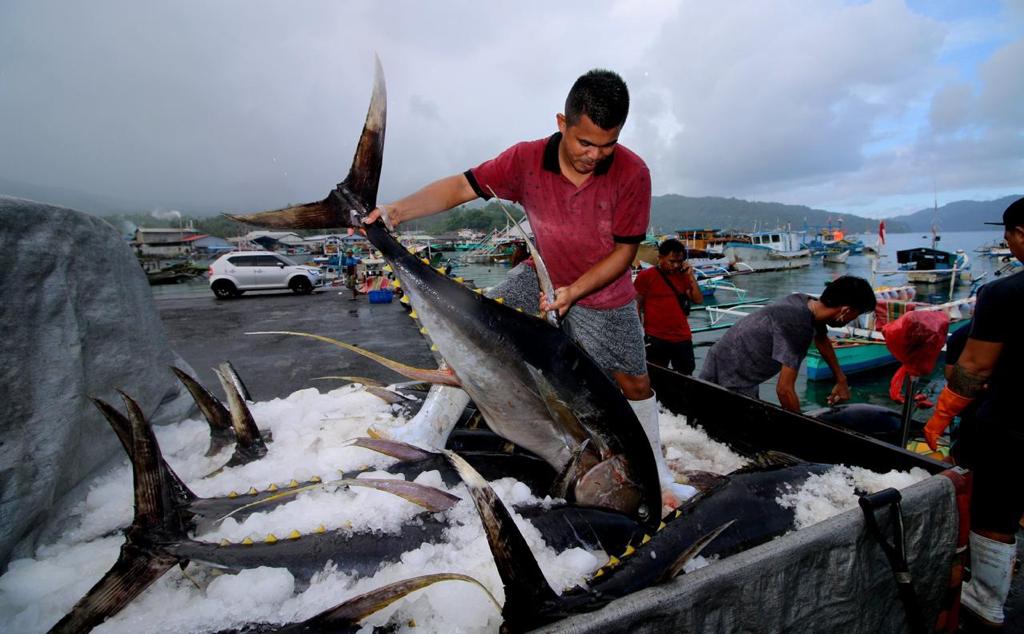 &nbsp;   PANEN: Ikan hasil tangkapan nelayan di pelabuhan. KKP menyebut jumlah investasi sektor kelautan dan perikanan hingga triwulan III/2025 mencapai Rp 7,82 triliun.