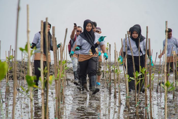 MELANGKAH: Aksi PT Nestl&eacute; Indonesia Pabrik Kejayan menanam 1.000 tanaman bakau di Desa Watuprapat, Pasuruan, Jawa Timur, Kamis (11/12).
