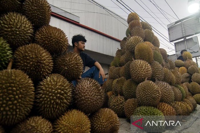 ILUSTRASI: Indonesia dikenal sebagai salah satu negara penghasil durian.