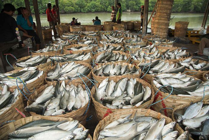 PANEN TAMBAK: Bandeng yang baru dipanen dikumpulkan di pelabuhan di Mengare, Kabupaten Gresik.