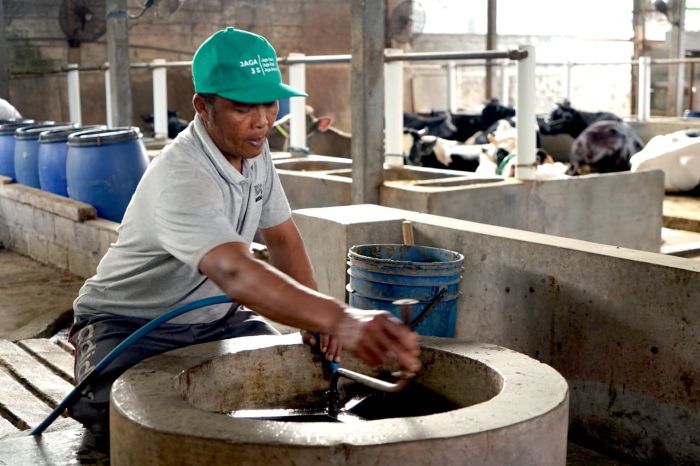 RAJIN: Nestl&eacute; Indonesia berkomitmen untuk meningkatkan perekonomian nasional, melalui pemberdayaan para pemasok bahan baku, seperti para peternak sapi perah rakyat di Jawa Timur.