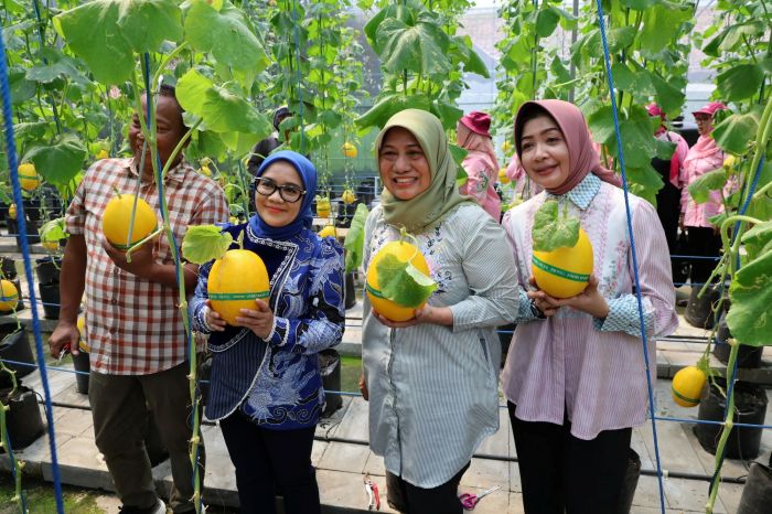 PANEN: Ketua TP PKK Kota Surabaya Rini Indriyani Eri Cahyadi (dua dari kiri) panen buah melon dari hasil urban farming.