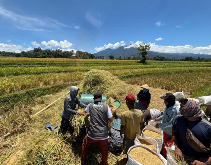 PANEN: Di sepanjang tahun 2025 Bulog berhasil menyerap 4,5 juta ton gabah milik petani.