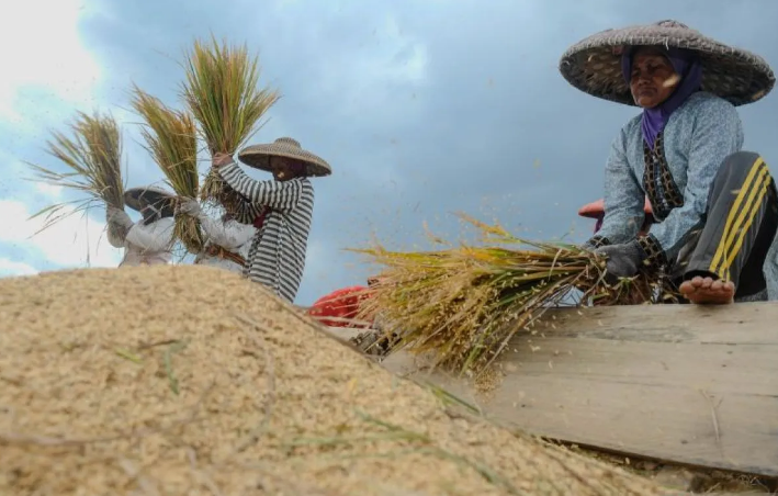 PANEN: Sejumlah petani sibuk membersihkan padi hasil panen mereka.