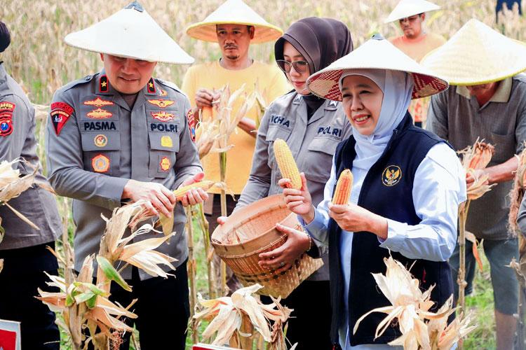 BERAS & JAGUNG: Jawa Timur perkuat dominasi sebagai lumbung pangan nasional 2025