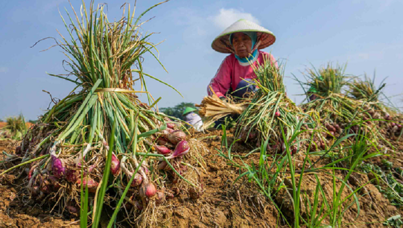 PANEN BAWANG MERAH: Pemerintah menyiapkan KUR Rp 300 triliun untuk sektor pertanian di 2026 ini.