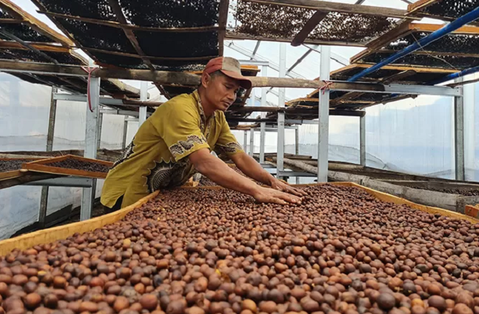 PANEN: Indonesia dikenal sebagai salah satu produsen kopi terbesar dunia, dengan fokus produksi kopi robusta.