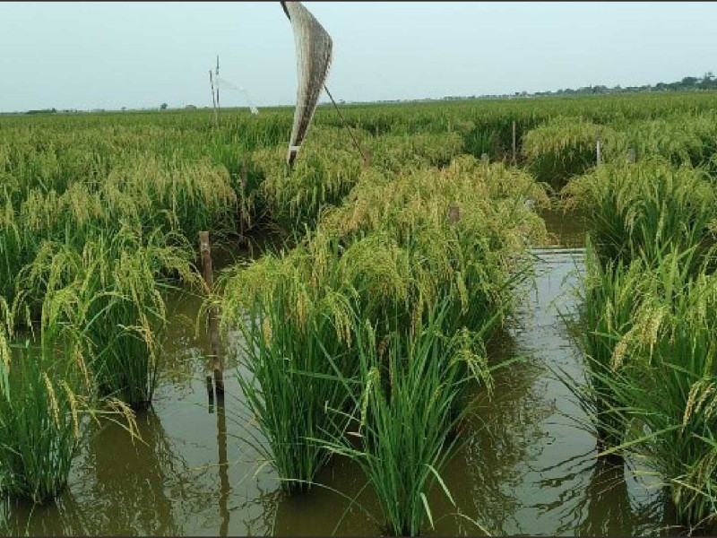 SAWAH: Kondisi lahan persawahan tanaman padi yang gagal akibat cuaca ekstrem