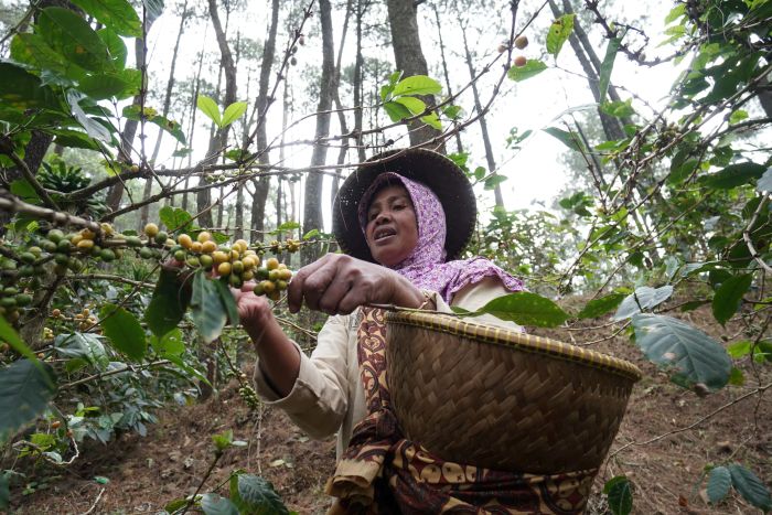 ILUSTRASI: Seorang petani melakukan petik kopi di kebun yang mereka kelola.