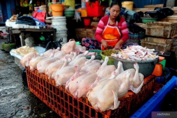 PENJUALAN: Jelang ramadan, daging ayam di sejumlah daerah dijual di atas HAP.