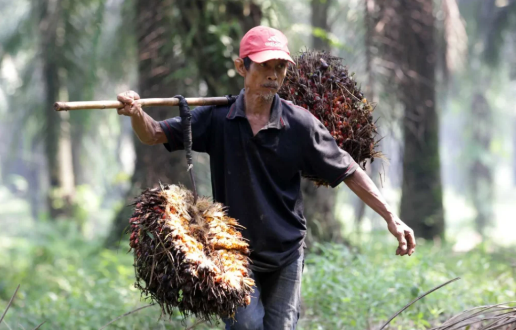 PANEN: Petani kelapa sawit mengumpulkan hasil panennya. Mulai Maret, pemerintah menaikkan tarif pungutan ekspor minyak kelapa sawit atau crude palm oil (CPO).