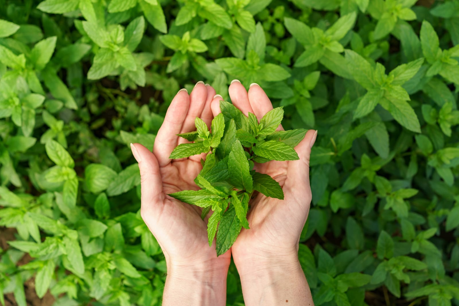 Manis tanpa kalori: Daun Stevia kini menjadi produk yang diminati para pelaku usaha F&B untuk menyasar pasar generasi Z yang sadar kesehatan