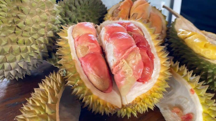 RESMI: Durian Merah resmi jadi buah durian pertama di Indonesia yang kantongi sertifikat Indikasi Geografis (IG).