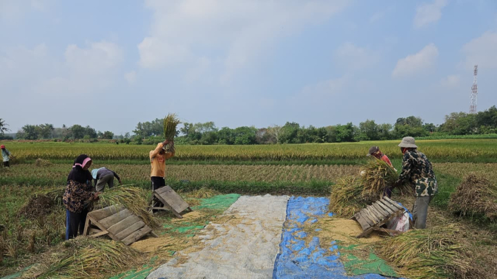 PANEN: Aktivitas petani saat mengolah hasil panen padi