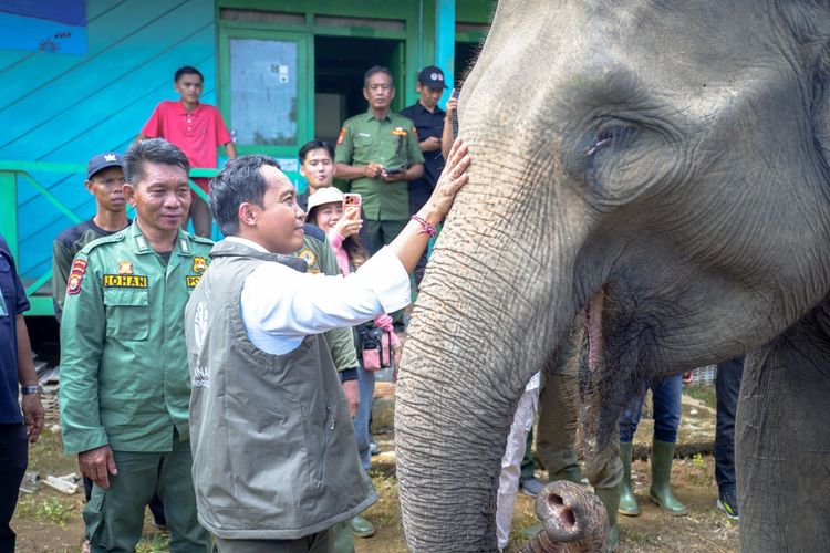 TRANSFORMASI WISATA: Pengelola destinasi wisata kini beralih dari atraksi tunggang gajah ke model bisnis observasi perilaku alami demi mendukung kesejahteraan satwa.