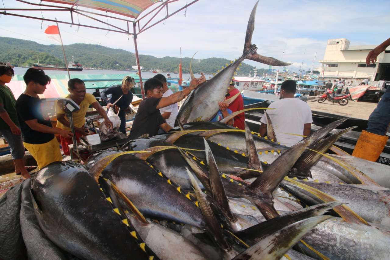 HASIL TANGKAPAN NELAYAN: Ekspor ikan tuna dan cakalang di sepanjang tahun 2025 mencapai USD 1,04 miliar atau Rp 17,5 triliun, dan berkontribusi 16,5 persen atau nomor dua setelah udang.