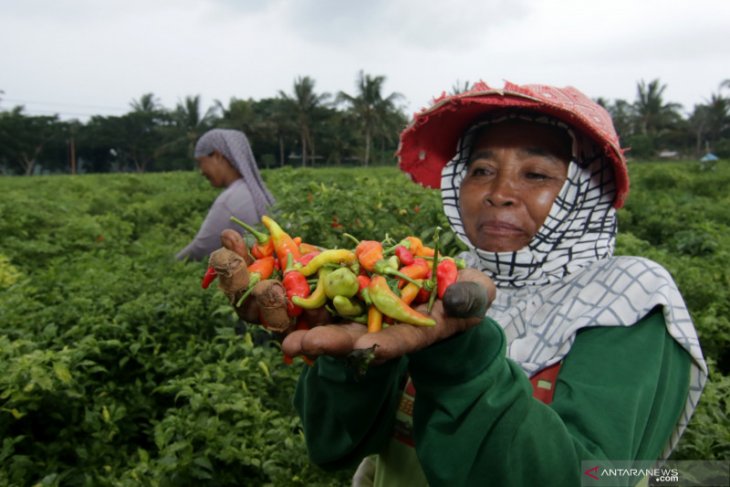 PANEN: Keterbatasan tenaga petik karena libur nasional menyebabkan pasokan cabai ke pasar induk terkoreksi, meski stok di tingkat produksi masih tersedia.
