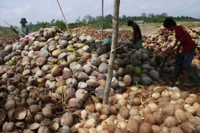 ILUTRASI: Pengupas kelapa di kawasan Pelabuhan Tanjung Api-api, Kabupaten Banyuasin, Sumatera Selatan. Indonesia adalah negara penghasil kepala terbesar.