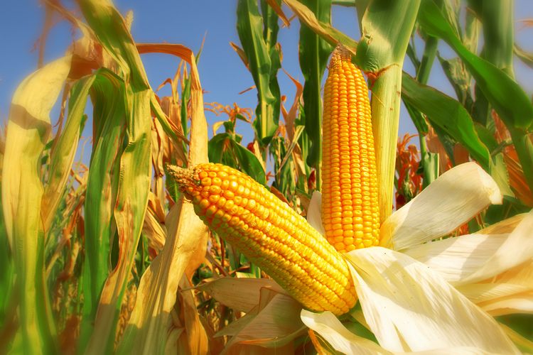 Jagung siap panen yang siap jadi optimisme target produksi jagung nasional 2026.
