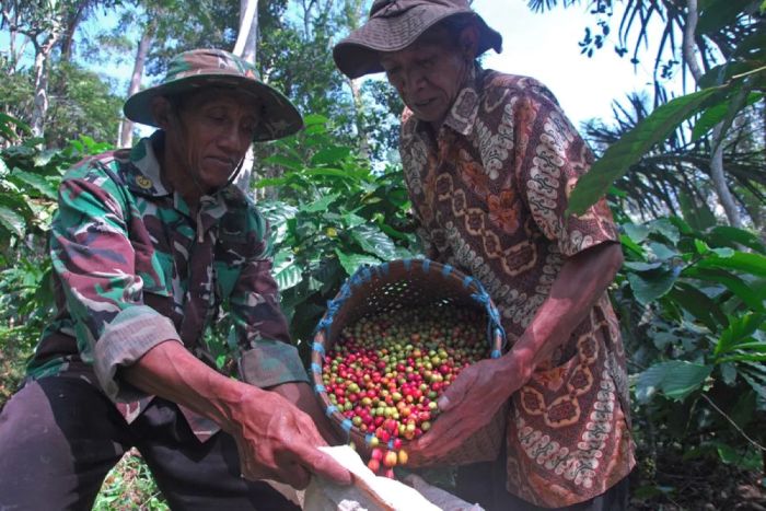  PANEN: Kopi menjadi salah satu komoditas pertanian Indonesia yang mendapatkan bea masuk 0 persen dari pemerintah Amerika Serikat.  