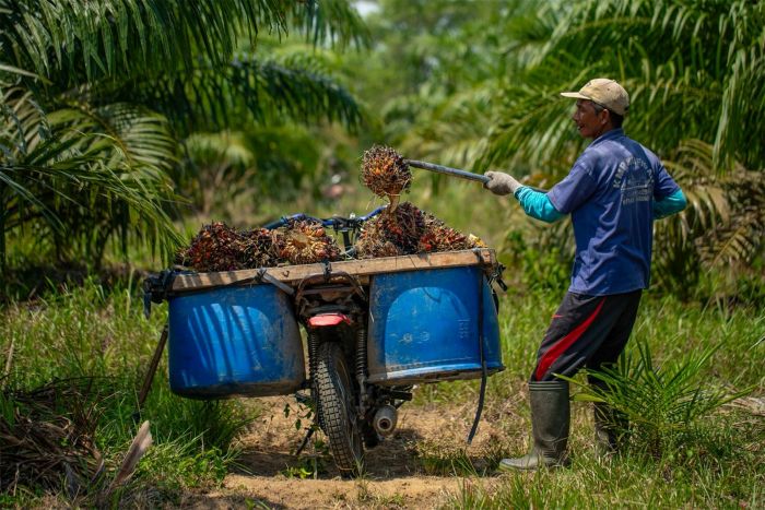 PANEN: Percepatan peremajaan sawit rakyat menjadi kunci utama untuk meningkatkan produktivitas kelapa sawit nasional secara berkelanjutan.  