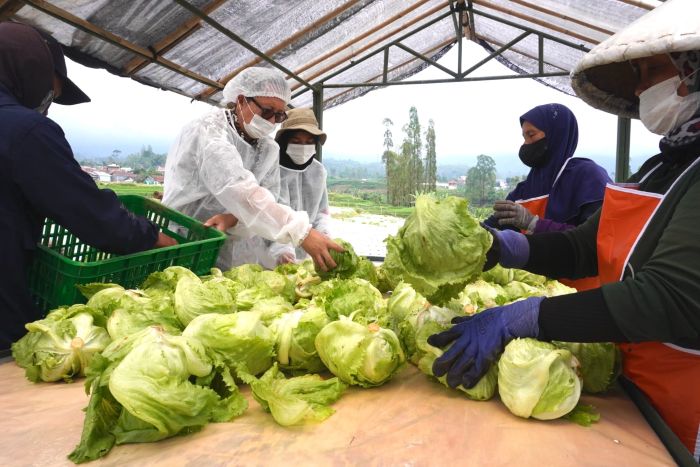 PANEN: Studi independen Oxford Economics tunjukkan setiap 100 karyawan yang dipekerjakan secara langsung oleh McDonald&rsquo;s Indonesia, mendukung 330 lapangan pekerjaan tambahan di berbagai sektor ekonomi