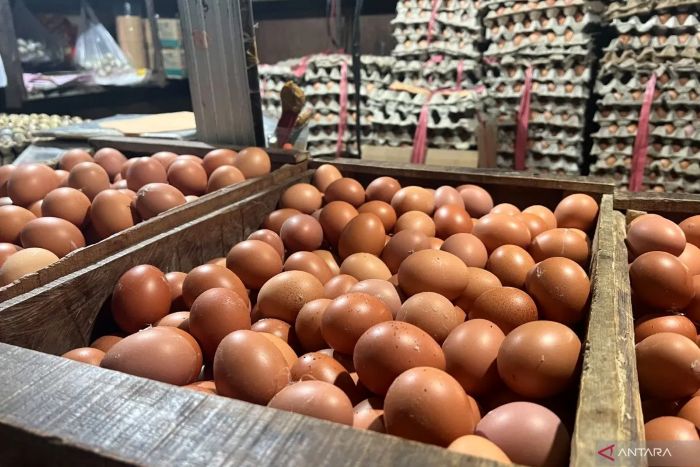 MAHAL: Harga telur terus mengalami lonjakan di 210 kabupaten/kota di Indonesia.