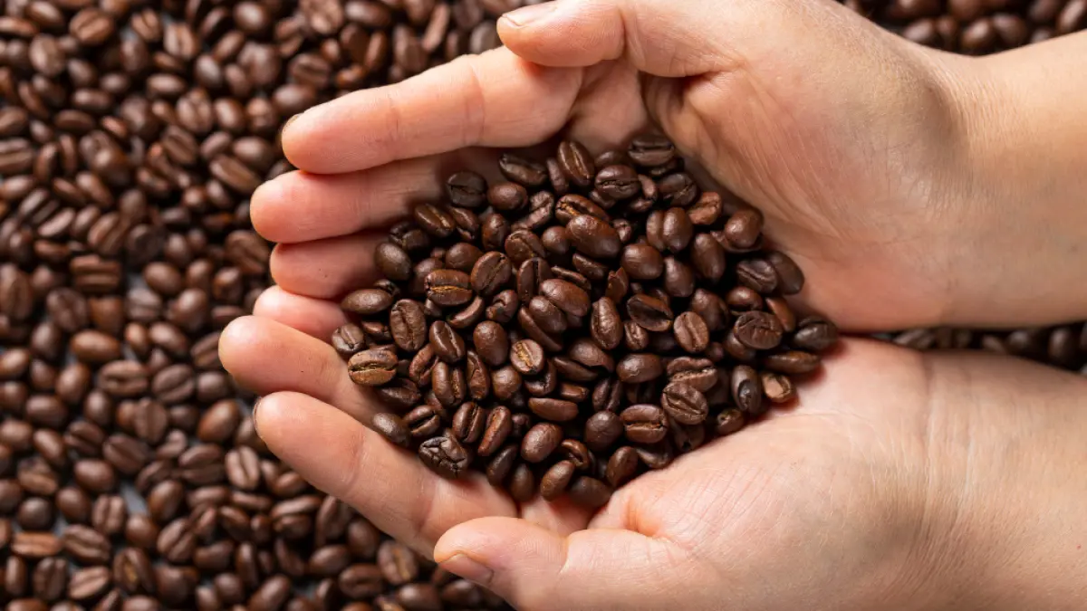SPECIALITY: Sepasang tangan memegang biji kopi sangrai (roasted beans) berkualitas tinggi dengan latar belakang tumpukan biji kopi yang merata.