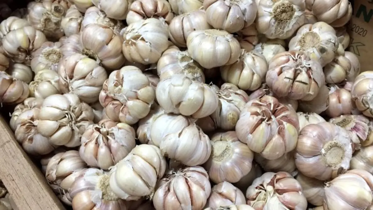 Impor bawang putih dari China tetap aman di tengah konflik Timur Tengah.