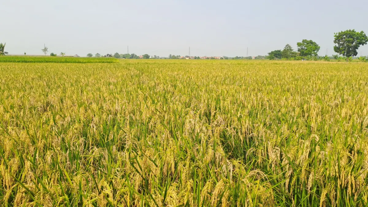 Pemerintah ambil kebijakan pembatasan alih fungsi lahan sawah maksimal 11 persen demi menjaga ketahanan pangan nasional.