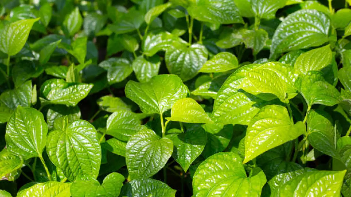 ANDALAN: Hamparan tanaman daun sirih yang subur di perkebunan Indonesia.