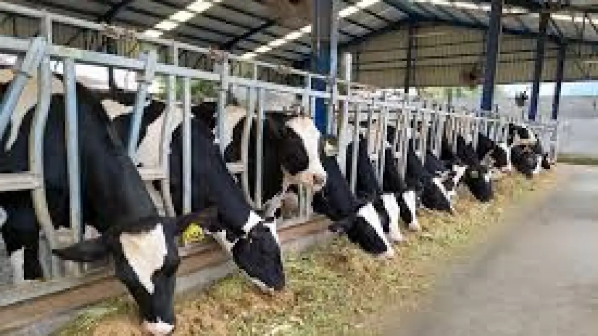 Sapi perah Koperasi SAE Pujon tampak sehat, menunjang target hilirisasi untuk produk UHT yang didukung Menko Pangan.