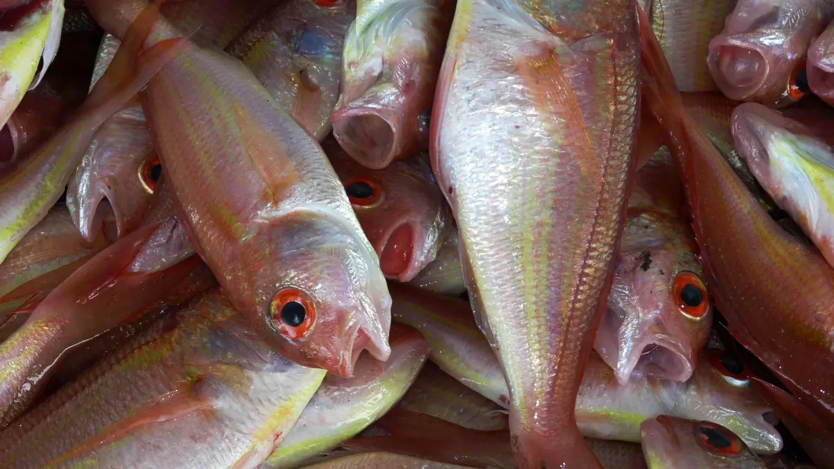 ILUSTRASI: Kakap merah termasuk komoditas yang diminati dalam ajang Seafood Expo North America 2026
