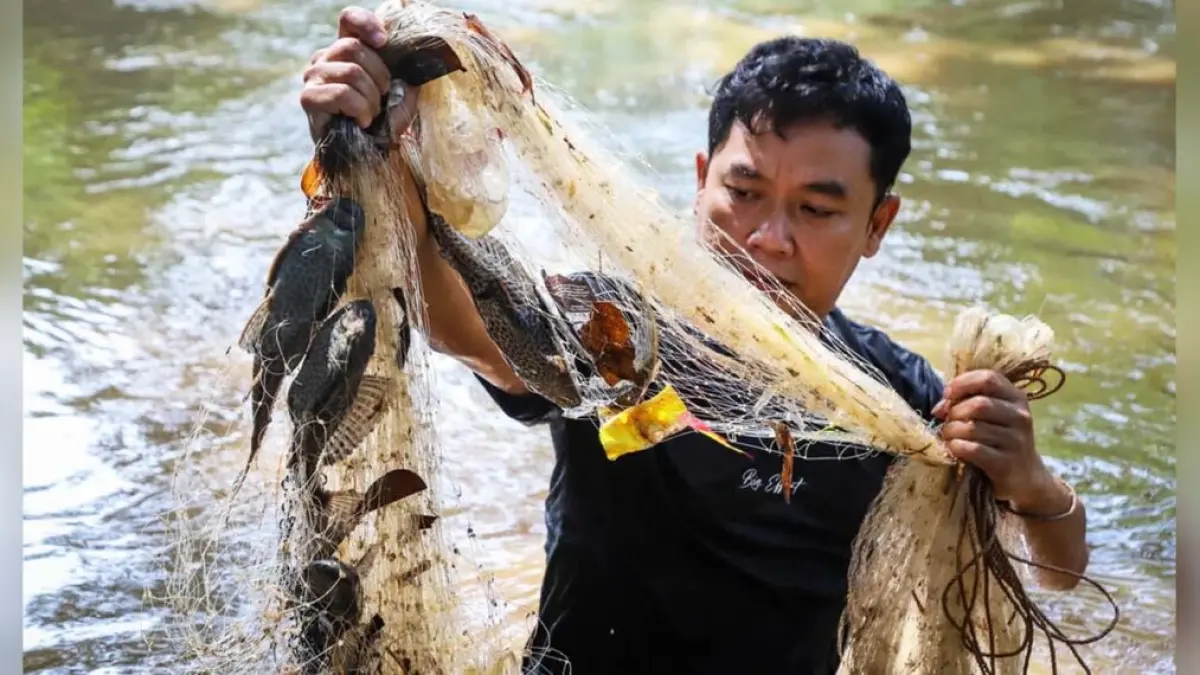 SAPU-SAPU: Pembersihan dan penangkapan ikan sapu-sapu invasif di sungai untuk menjaga ekosistem alami. 