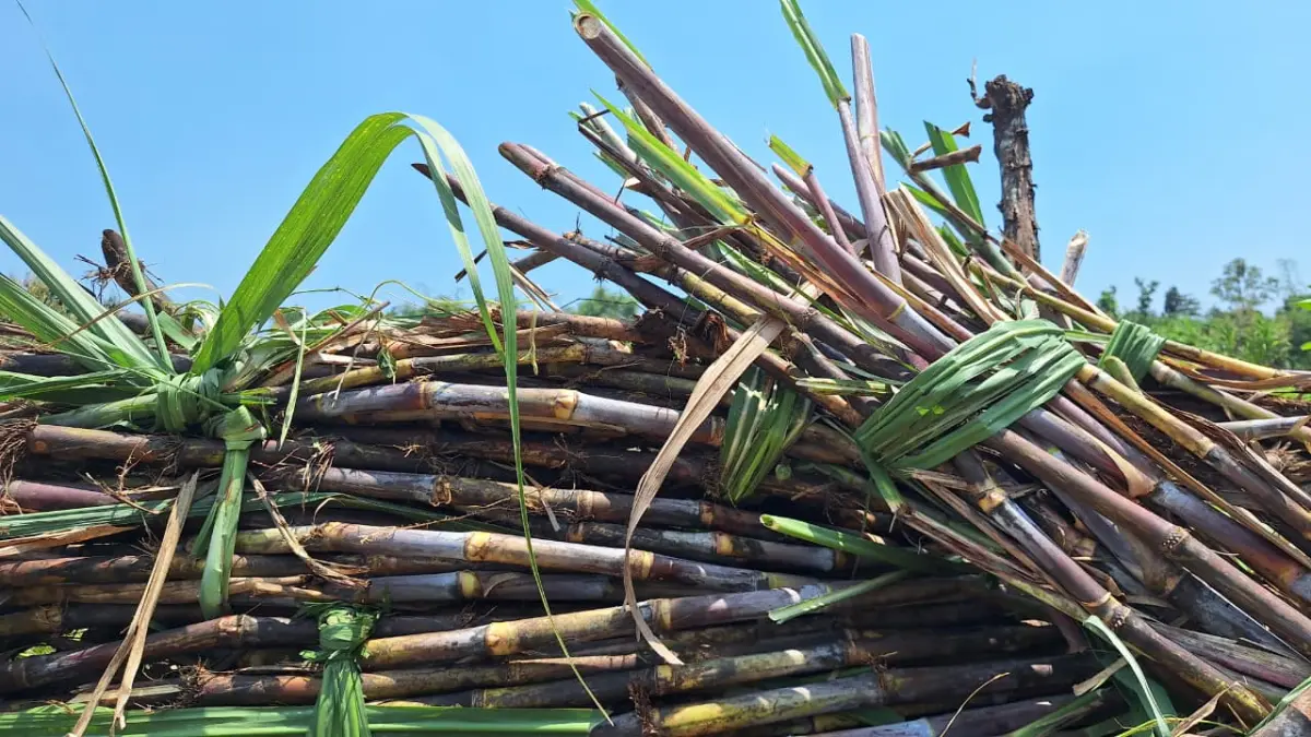 TEBU: Tumpukan batang tebu berkualitas siap giling di salah satu kawasan pengembangan lahan tebu.