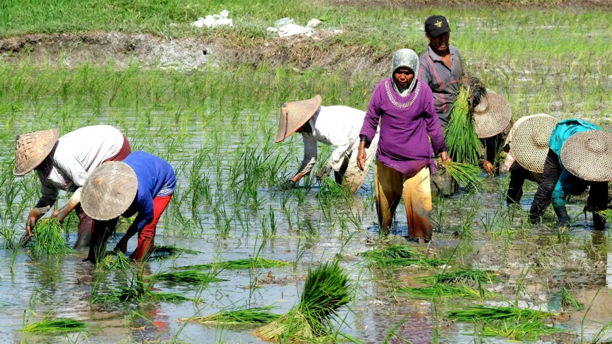 ILUSTRASI: Para petani menanam di lahan pertanian seiring dukungan pemerintah melalui hibah tanaman dan pembangunan irigasi
