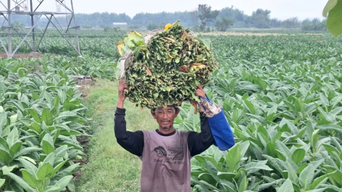 KHAWATIR: Petani was-was implementasi kebijakan turunan dari PP 28/2024 yang dinilai berpotensi menekan keberlangsungan sektor pertembakauan nasional.