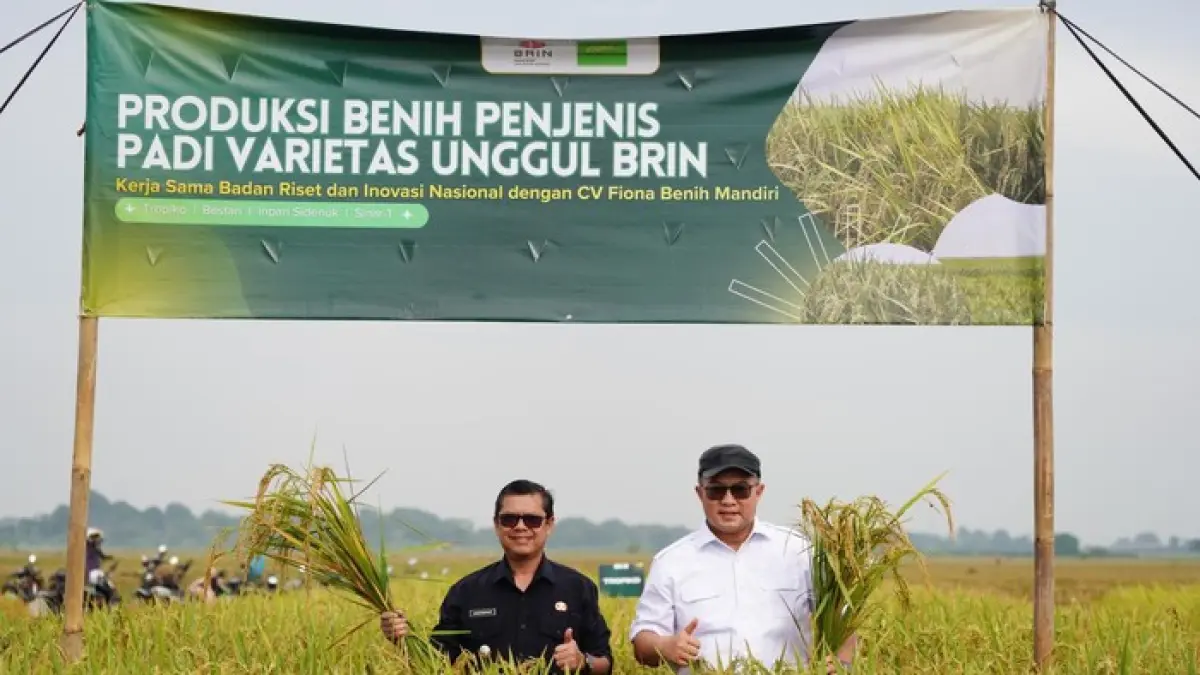 PRODUKSI UNGGUL: Kepala BRIN Prof. Arif Satria (kanan) bersama Direktur Pemanfaatan Riset dan Inovasi Industri Mulyadi Sinung Harjono (kiri) saat melakukan panen perdana benih padi unggul hasil mutasi nuklir di lahan Subang, Jawa Barat.