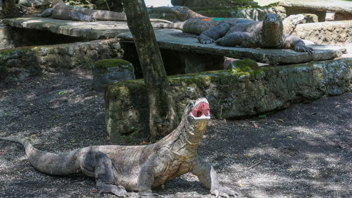 SUKSES: Kebun Binatang Surabaya (KBS) berhasi dalam program pengembangbiakan (breeding) komodo.