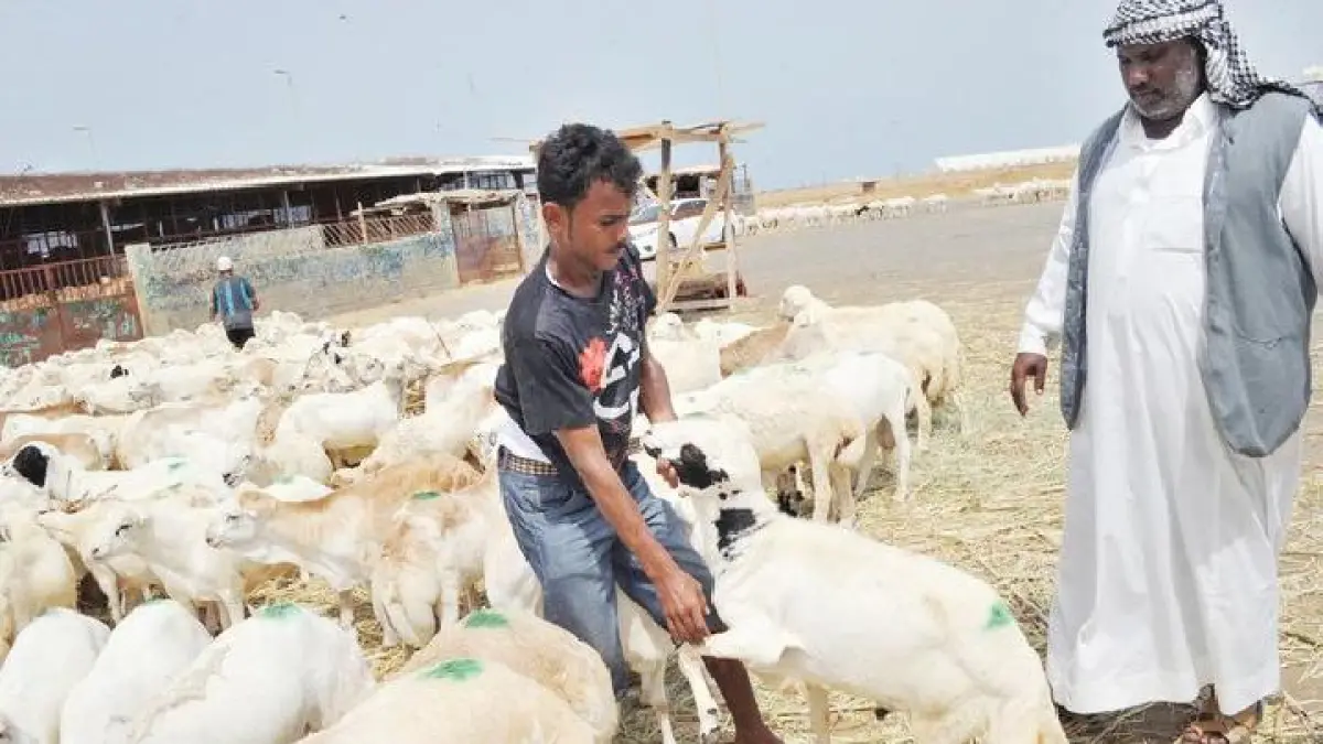 Aktivitas pedagang hewan ternak kambing di pasar tradisional Arab Saudi.