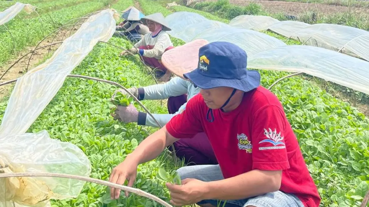 Rencana pembentukan KEK Tembakau Madura mendapat dukungan luas dari petani dan pelaku industri lokal.
