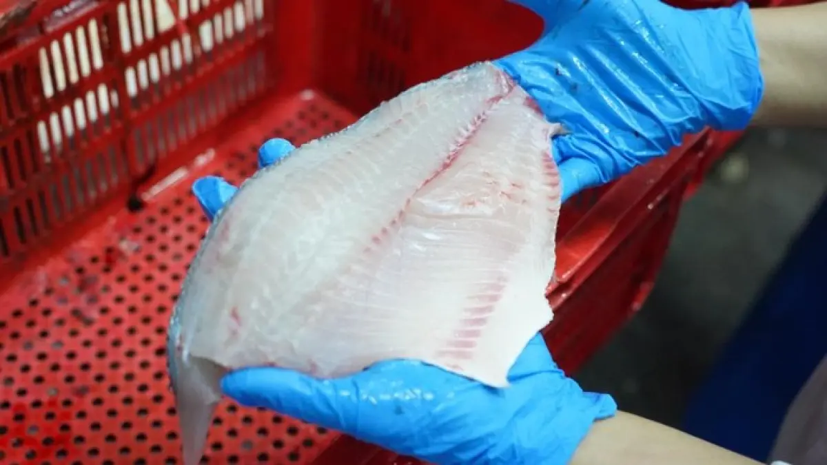 CHICKEN OF THE SEA: Petugas menunjukkan kualitas daging filet ikan nila (tilapia) yang siap diproses untuk pasar ekspor.