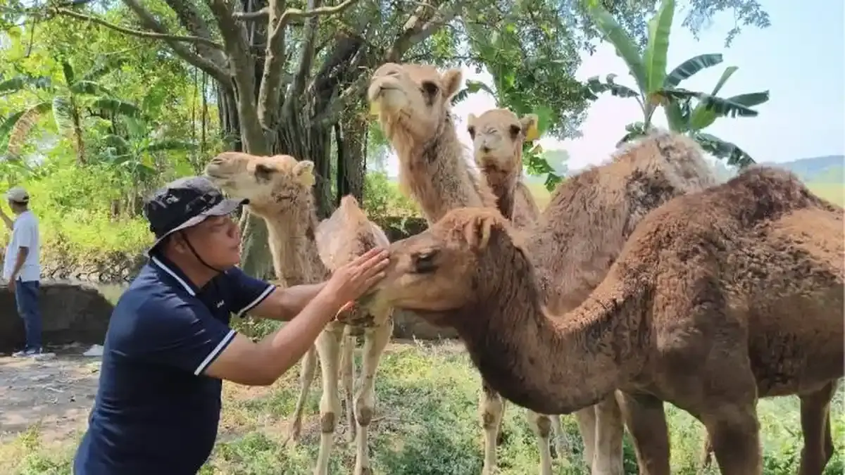 Faisal Effendi, pemilik Berkah Wafa Farm di Ngoro, Mojokerto, saat berinteraksi dengan unta punuk satu hasil impor dari Australia. 