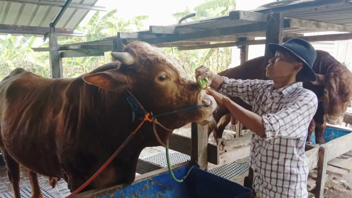 Selain terapi pijat dan musik, asupan nutrisi ternak juga dijaga dengan pakan berkualitas 